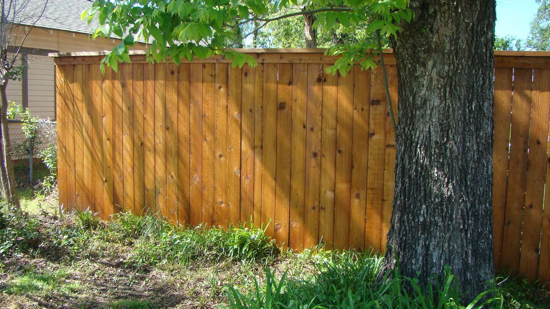 Cedar Tone fence Cedar Tone stain on a new wood fence.